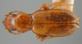 Media type: image;   Entomology 16304 Aspect: habitus dorsal view